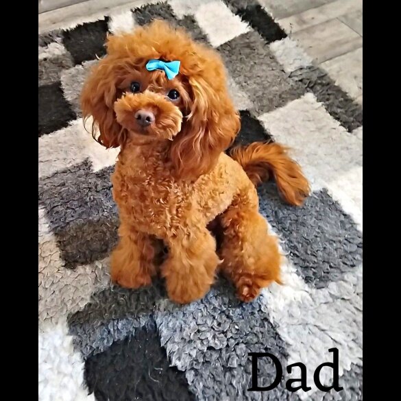 Cockapoo - Both