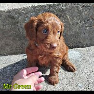 Cockapoo - Both