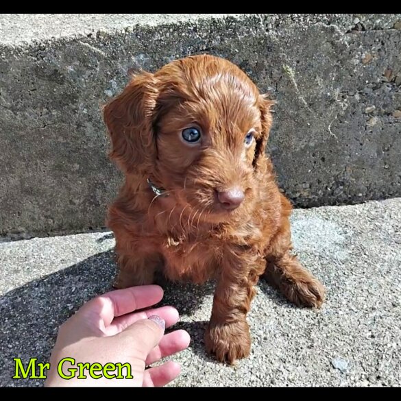 Cockapoo - Both