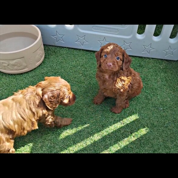 Cockapoo - Both