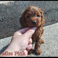 Cockapoo - Both