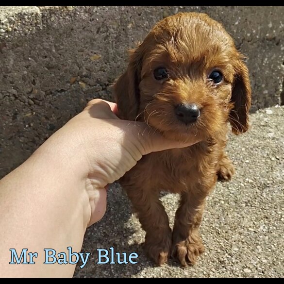 Cockapoo - Both