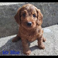 Cockapoo - Both