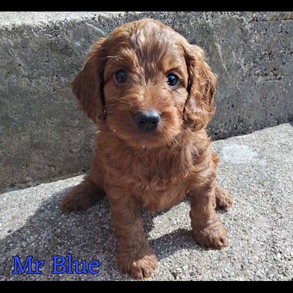 Cockapoo - Both