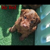 Cockapoo - Both