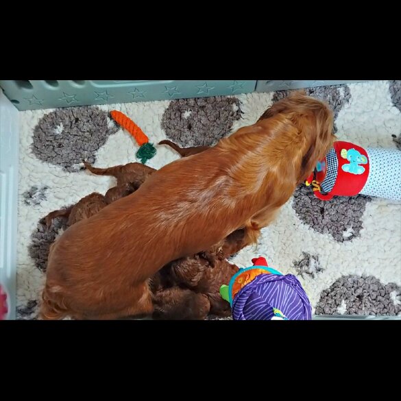 Cockapoo - Both