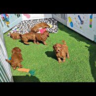 Cockapoo - Both