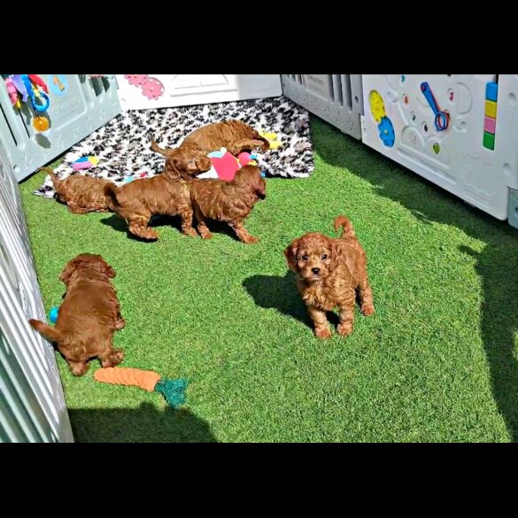 Cockapoo - Both