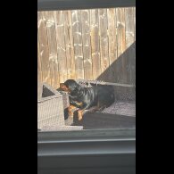 Rottweiler