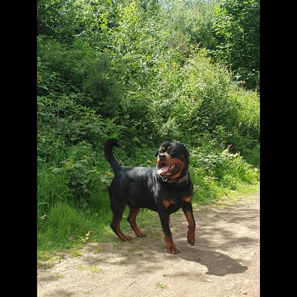 Rottweiler