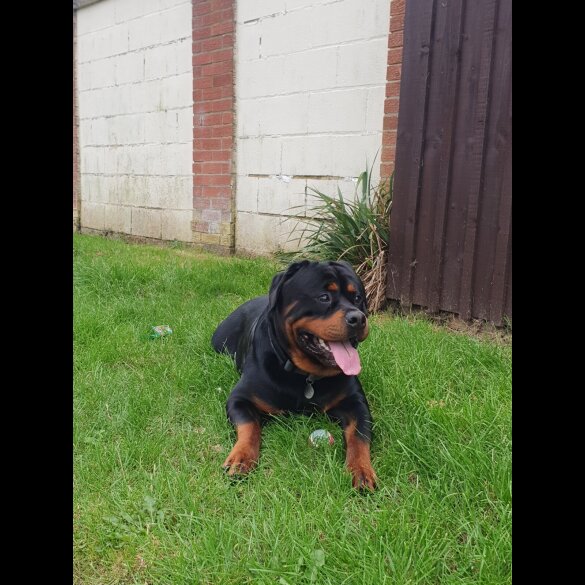 Rottweiler