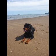 Rottweiler