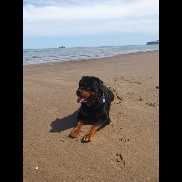 Rottweiler
