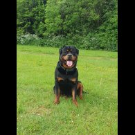 Rottweiler