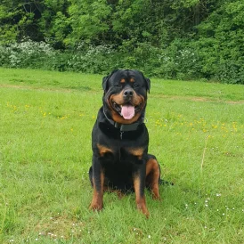 Rottweiler