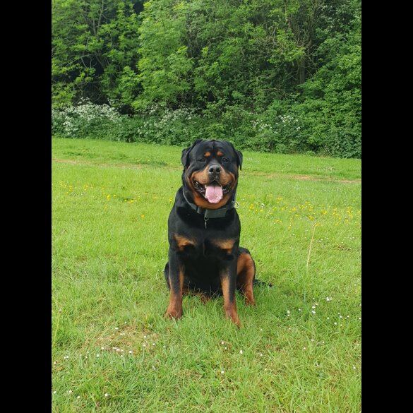 Rottweiler