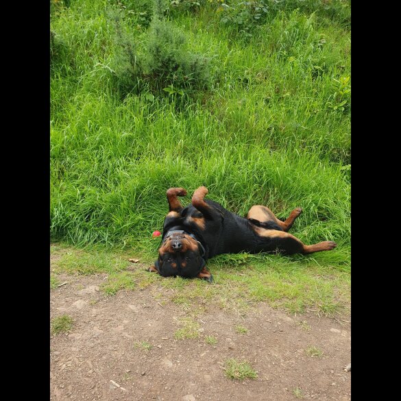 Rottweiler