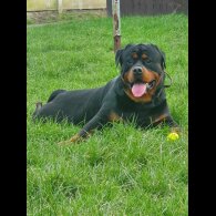 Rottweiler