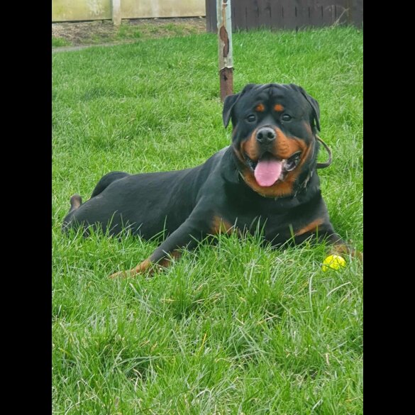 Rottweiler