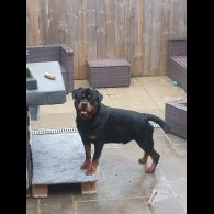 Rottweiler