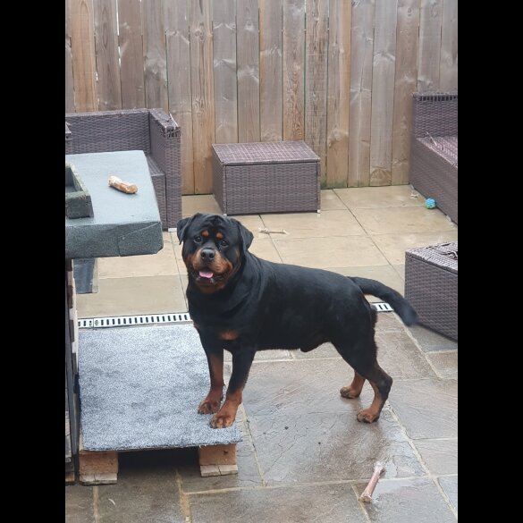 Rottweiler