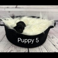 Cavapoo - Both