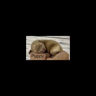Cavapoo - Both