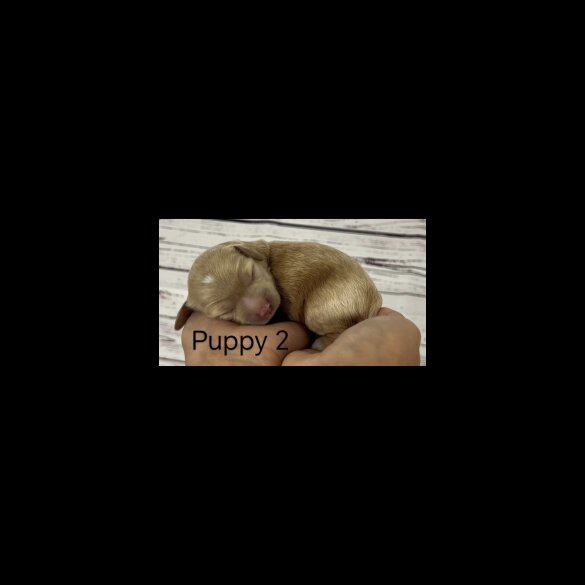 Cavapoo - Both