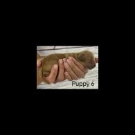 Cavapoo - Both