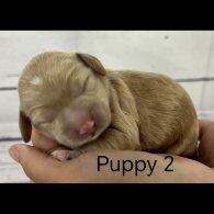 Cavapoo - Both