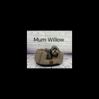 Cavapoo - Both