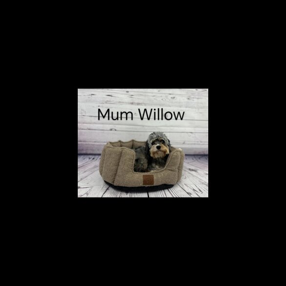 Cavapoo - Both