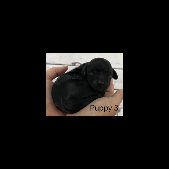 Cavapoo - Both