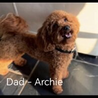 Cavapoo - Both