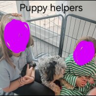 Cavapoo - Both