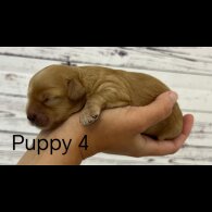 Cavapoo - Both