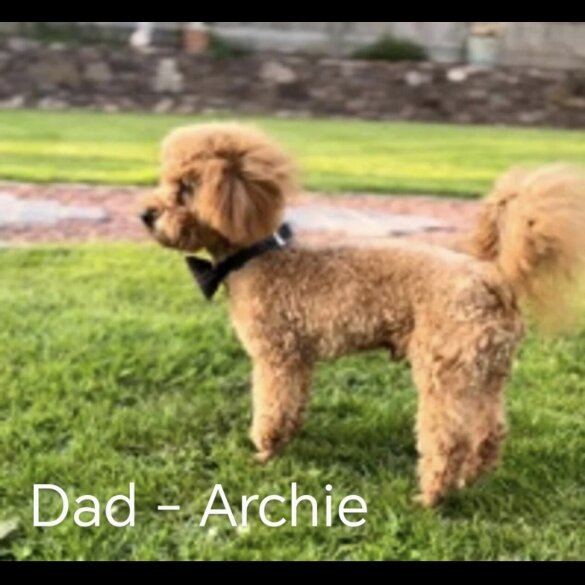 Cavapoo - Both