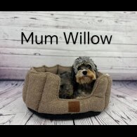 Cavapoo - Both