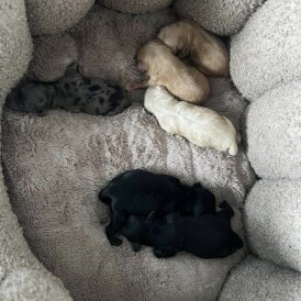 Cavapoo - Both