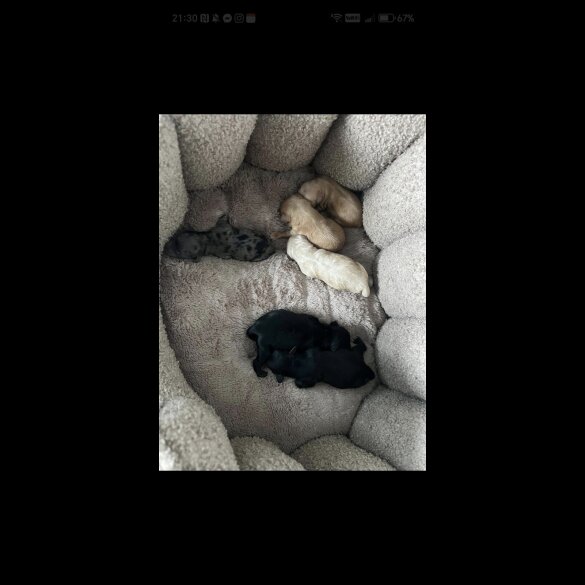 Cavapoo - Both