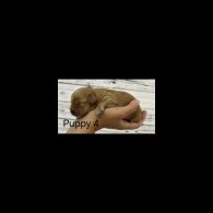 Cavapoo - Both