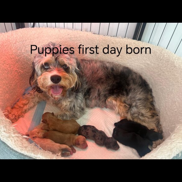 Cavapoo - Both