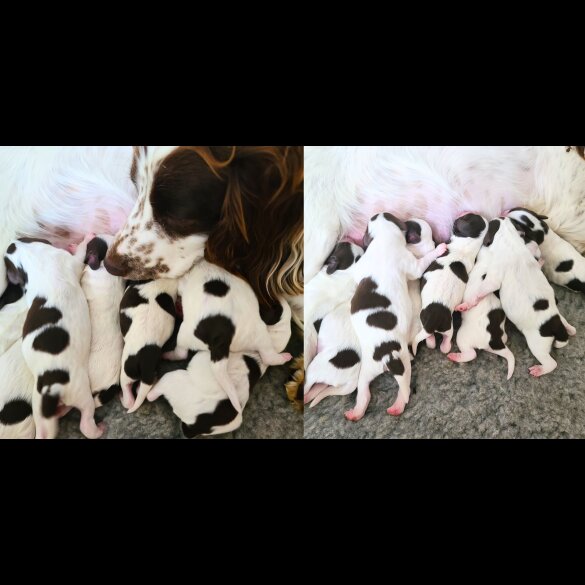 Cockapoo - Both