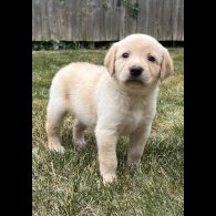 Goldendoodle - Both