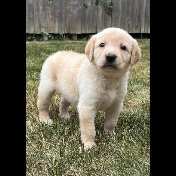 Goldendoodle - Both