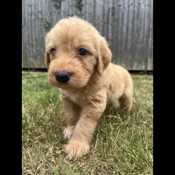 Goldendoodle - Both