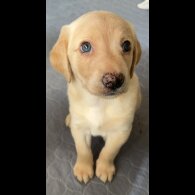 Goldendoodle - Both