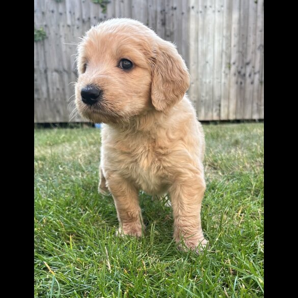Goldendoodle - Both