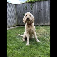 Goldendoodle - Both