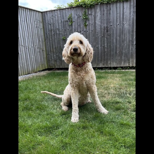 Goldendoodle - Both